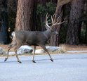 click for larger image of deer native to Yosemite