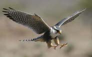 click for larger image of bird native to Yosemite