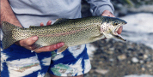 click for larger image of fish native to Yosemite
