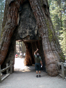 click for larger image of sequoia tree native to Yosemite
